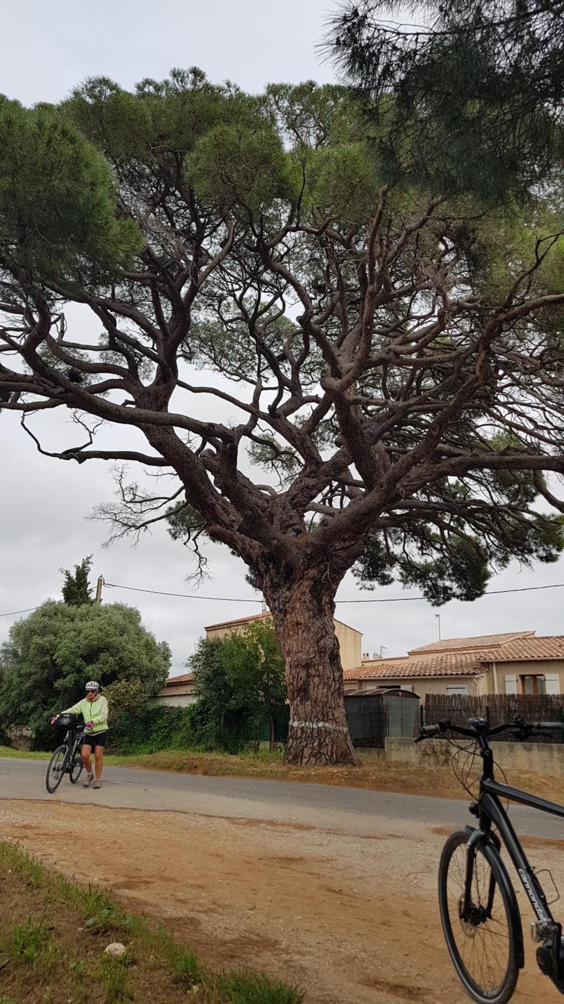 Ferienwohnung Rez De Jardin T3 Recent Et Calme Au Nouvelles Terres A La Londe Les Maures Exterior foto